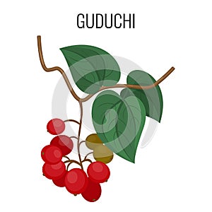 Guduchi branch with red berries and leaves isolated on white background. photo