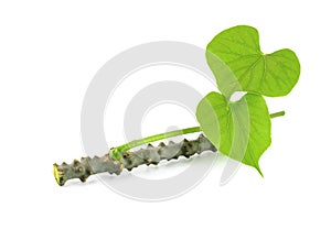 Guduchi with leaf on white background photo