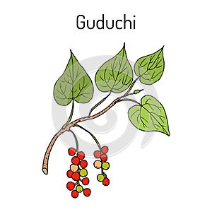 Guduchi Tinospora cordifolia , ayurvedic medicinal plant