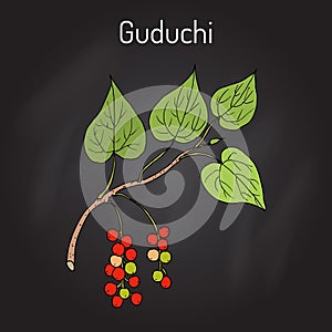 Guduchi Tinospora cordifolia , ayurvedic medicinal plant