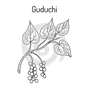 Guduchi Tinospora cordifolia , ayurvedic medicinal plant photo