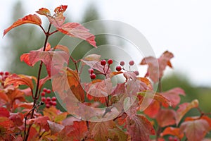 Guelder-rose berries