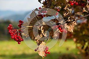 Guelder rose berries in autumn photo