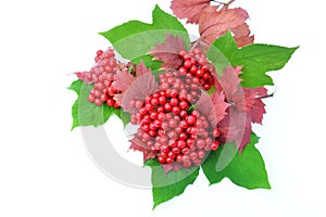 Guelder-rose berries with leaves on a white background