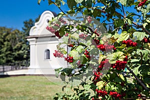 Guelder rose in front of Mazepa house in Baturyn