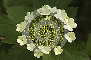 Guelder-rose, Gelderse roos, Viburnum opulus