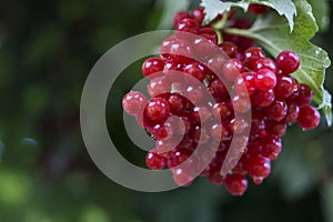 guelder rose, red berries, close-up