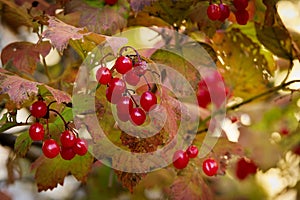 Guelder rose red ripe fruits and leaves in autumn colors.