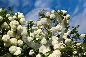 Guelder Rose, or snowball tree flowers. Viburnum opulus in a garden