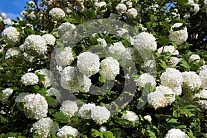 Guelder Rose, or snowball tree flowers. Viburnum opulus in a garden