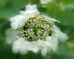 Guelder rose (Viburnum opulus)