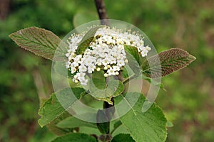 Guelder rose Viburnum opulus