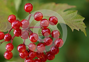 Guelder Rose (Viburnum Opulus) Berries In British Hedgerow