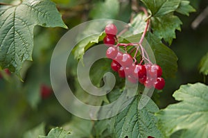 Guelder rose viburnum opulus berries and leaves in the summer outdoors. Red viburnum berries on a branch in the garden