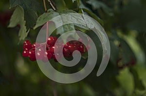 Guelder rose viburnum opulus berries and leaves in the summer outdoors. Red viburnum berries on a branch in the garden