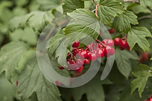 Guelder rose viburnum opulus berries and leaves in the summer outdoors. Red viburnum berries on a branch in the garden