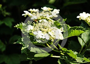 guelder rose (Viburnum opulus) blooming in spring