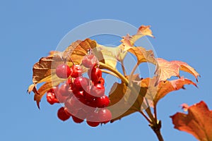 Guelder rose Viburnum opulus fruit plant grow in Poland, Europe