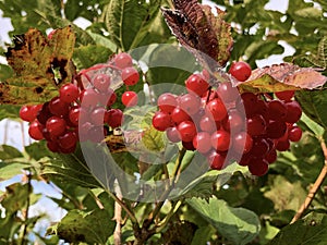 Guelder rose Viburnum opulus, Gemeiner Schneeball, Herzbeer, Blutbeer, Dampfbeere, Drosselbeerstrauch photo