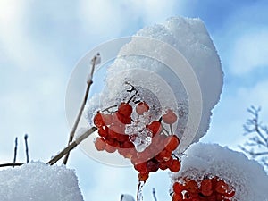 Guelder rose Viburnum opulus, Gemeiner Schneeball, Herzbeer, Blutbeer, Dampfbeere, Drosselbeerstrauch, Geissenball, Glasbeere photo