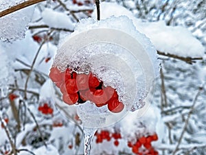 Guelder rose Viburnum opulus, Gemeiner Schneeball, Herzbeer, Blutbeer, Dampfbeere, Drosselbeerstrauch, Geissenball, Glasbeere photo