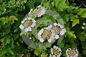 Guelder rose Viburnum opulus. Guelder Rose flowers at springtime