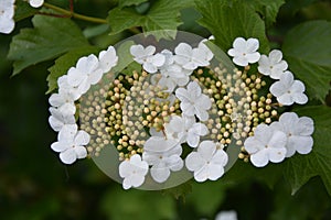 Guelder rose Viburnum opulus. Guelder Rose flowers at springtime