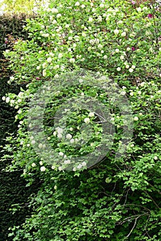 Guelder Rose, Viburnum opulus, Secret Gardens, How Hill, Ludham, Norfolk, England, UK photo