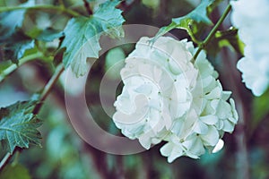 Guelder rose viburnum opulus white blossom branches