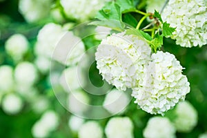 Guelder rose viburnum opulus white blossom branches