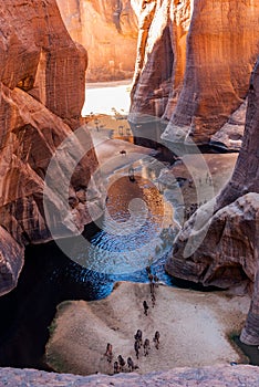 Guelta d`Archei waterhole near oasis, camels dringing the woater, Ennedi Plateau, Chad, Africa.
