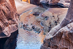 Guelta d`Archei waterhole near oasis, camels drinking the woater, Ennedi Plateau, Chad, Africa.
