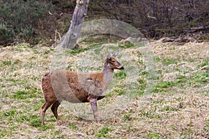 Guemal, Hippocamelus bisulcus, endangered specie also sometimes known as the south andean deer, Huemul Chileno photo