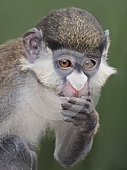 Guenon Monkey at Zoo Tampa at Lowry Park