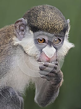 Guenon Monkey at Zoo Tampa at Lowry Park photo