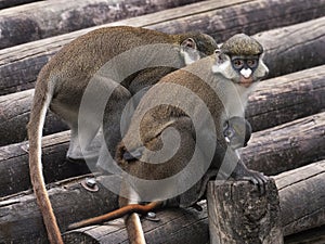 Guenon Monkeys at Zoo Tampa at Lowry Park