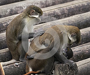 Guenon Monkeys at Zoo Tampa at Lowry Park photo