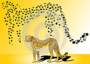 Guepard