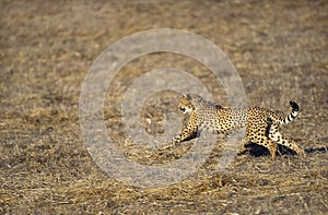 GUEPARD acinonyx jubatus