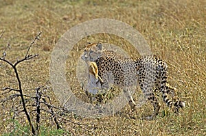 GUEPARD acinonyx jubatus