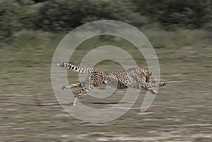 GUEPARD acinonyx jubatus