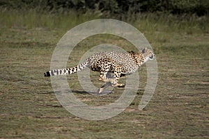 GUEPARD acinonyx jubatus