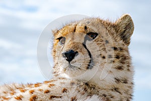 Guepard close-up portrait, head shot