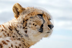 Guepard close-up portrait, head shot