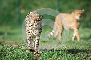 A Guepard walks on the meadow