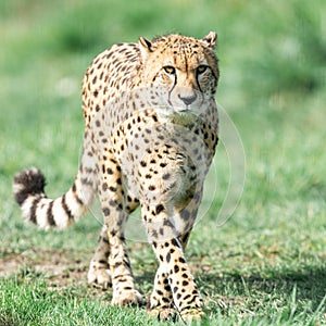 A Guepard walks on the meadow