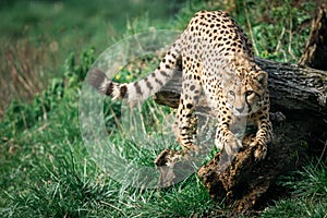 A Guepard walks on the meadow