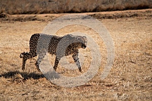 Guepard is on the wild winter savannah of Africa. Wild animals in nature