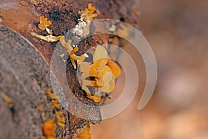 Guepiniopsis buccina ( Peziza buccina) is a species of Fungi in the family Dacrymycetaceae. photo