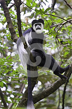 Guereza black-and-white colobus monkey. photo
